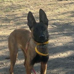 Belgian Malinois, Dutch Shepherds, and German Shepherds from Optimal K9