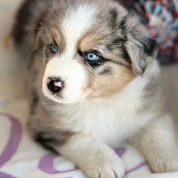 Girl 1 - Blue merle female Australian Shepherd puppy in Casco, Michigan from Colorful Dreamers Australian Shepherds