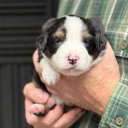 Parsley - Black tri male Miniature American Shepherd puppy in Riverton, Utah from Iron Spirit Homestead & Aussies