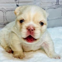 Platinum male - Cream male French Bulldog puppy in Jefferson City, Missouri from Central Frenchie Haven
