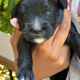 Boy 1 - Parti male Goldendoodle puppy in Gig Harbor, Washington from Sandy’s Goldendoodles
