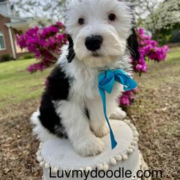 The Little Comedian- Snoopy - Black and white male Sheepadoodle puppy in Camden, North Carolina from Luv My Doodle