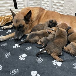 Belgian Malinois Puppies from D&C Kennel