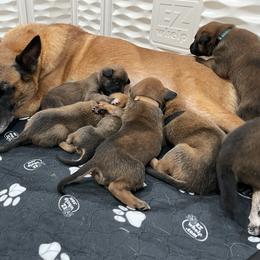 Belgian Malinois Puppies from D&C Kennel