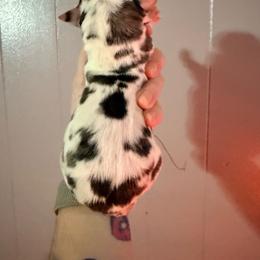 Diamond - Harlequin female Great Dane puppy in Jerusalem, Arkansas from Mara Danes