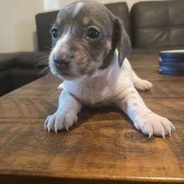 Piebald girl 1 - Blue and tan female Dachshund puppy in Maui, Hawaii from Versatile Ohana