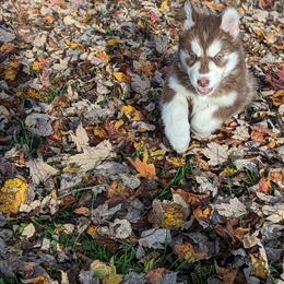 Ginger - Siberian Husky puppy from Wyant Farms