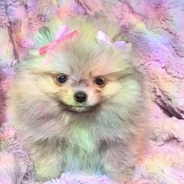 Pomeranian puppies from Candy Shop Poms