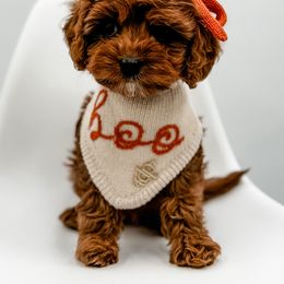 Cavapoo and Goldendoodle Puppies from Choice Paws Puppies