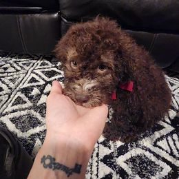 Marco - Brown male Lagotto Romagnolo puppy in Lyman, Idaho from Regal Romagnolos