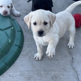 Lavender collar - Yellow female Labrador Retriever puppy in Big River, California from Cozy Acres Farm Labradors