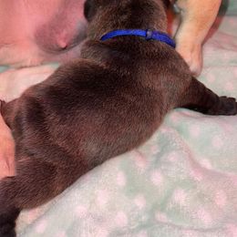 French Bulldog Puppies from Follow Farm French Bulldogs