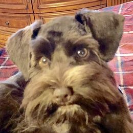Sadie - Miniature Schnauzer