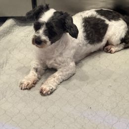 Molly - Coton de Tulear