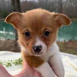Girl Purple Bow - Sable female Pembroke Welsh Corgi puppy in Boonville, Indiana from M&J Country Kennels