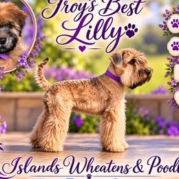 Soft Coated Wheaten Terrier puppies from Islands Wheatens and Poodles