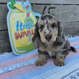 Dachshund Puppies from 4E Dachshunds