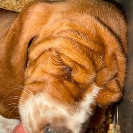 Red-Tank - Mahogany and white male Basset Hound puppy in Pflugerville, Texas from Mountain Mama Bassets