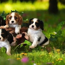 Cavalier King Charles Spaniels from Angels Meadow Cavaliers