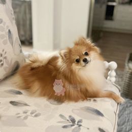 Nala - Pomeranian