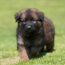 Peach Ribbon - Sable female German Shepherd puppy in Howard City, Michigan from Sherman's Shepherds