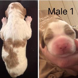 Boy 1 - Orange and white male Brittany puppy in Shinnston, West Virginia from Brookfield Farm Brittanys LLC