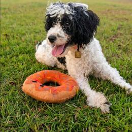 Mikey - Black and white male Companion Cross puppy in Macon, Georgia from Shipoo Lane