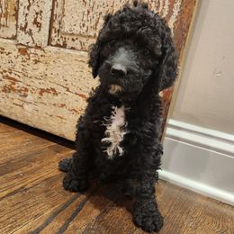 Remy - Black male Poodle puppy in Thomasville, North Carolina from Gypsy Moon's Legacy