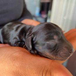 Boy 2 - Black and tan male Dachshund puppy in Orem, Utah from Miekca’s Dachshunds