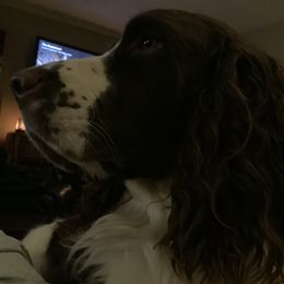 English Springer Spaniel All Grown Up from Cedarhome Springers