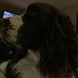 English Springer Spaniel All Grown Up from Cedarhome Springers