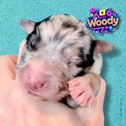 WOODY - Blue Merle Male - Blue merle male Australian Shepherd puppy in Gainesville, Texas from Lady Luck Aussies
