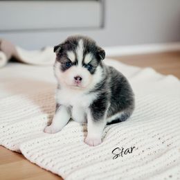 Star - Blue female Pomsky puppy in Greencastle, Indiana from JDpomskies