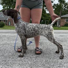 Female 3 - Liver roan female German Shorthaired Pointer puppy in Liberty, Texas from Ashwind kennels