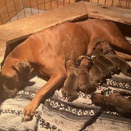 Penny - Boxer