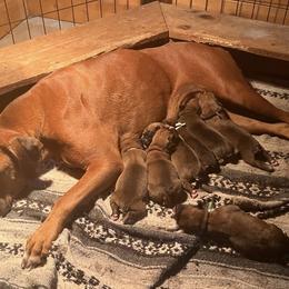 Penny - Boxer
