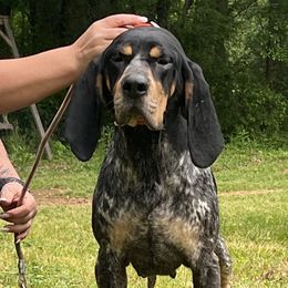 Sally - Bluetick Coonhound