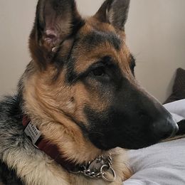 HELA - German Shepherd