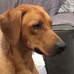 Potion - Rhodesian Ridgeback