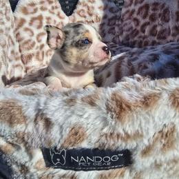 Lushie - Merle male Chihuahua puppy in Amity, Pennsylvania from Baxters Chihuahuas