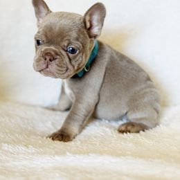 Blue Collar Isabella - Tricolors male French Bulldog puppy in Harmony, North Carolina from Schuster Haus