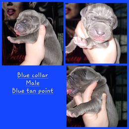 Great Dane Puppies from LakeSide Danes