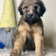 Horton - Brown Whoodle puppy in Wisconsin Rapids, Wisconsin from Whoodles of the Valley