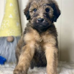 Horton - Brown Whoodle puppy in Wisconsin Rapids, Wisconsin from Whoodles of the Valley