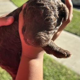 Cocoa Spruce - Brown male Poodle puppy in Corona, California from Garden Of Poodles