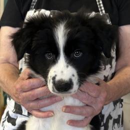 Cross - Black and white male Border Collie puppy in Giddings, Texas from JoyLee Border Collies