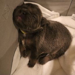 French Bulldog Puppies from Floofie Frenchies