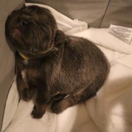 French Bulldog Puppies from Floofie Frenchies