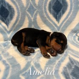 Amelia - Black and rust female Doberman Pinscher puppy in Coplay, Pennsylvania from By My Side Germans Shepherds & Dobermans