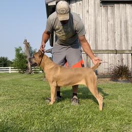 Nova - Cane Corso